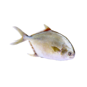 Seagem Frozen Golden Pomfret 500/600g - Ca Chim x 1 pc