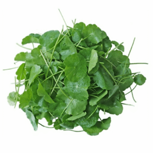 MT Fresh Water Pennywort - Rau Ma 100g x 1