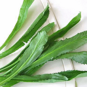 MT Fresh Thai Parsley - Rau Ngo Gai (Mui Tau) 100g x 1