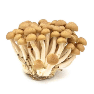 Fresh Shimeji Brown - Nam Hai San Nau 150g x1