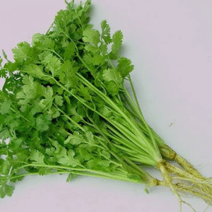 FNB Coriander - Rau Mui x1