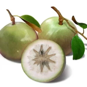 Longdan Star Apple - Vu Sua kg