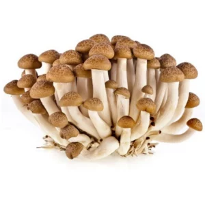 Nam Linh Chi Nau 150g x 1
