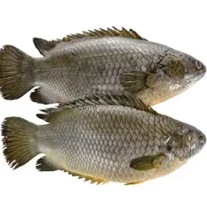 Seahorse King Climbing Fish Ca Ro Dong 500g x1