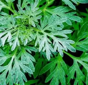 T&T Mugwort - Rau Ngai Cuu Farm 100g x 1