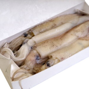 Royal Band Baby Squid - Muc Baby x24