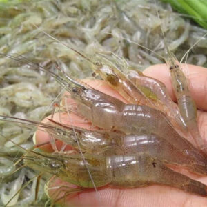 Seahorse King Baby Shrimp Tep Dong 500g x1
