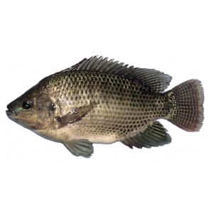 Seahorse King Black Tilapia Ca Ro Phi Den 600/800 x1
